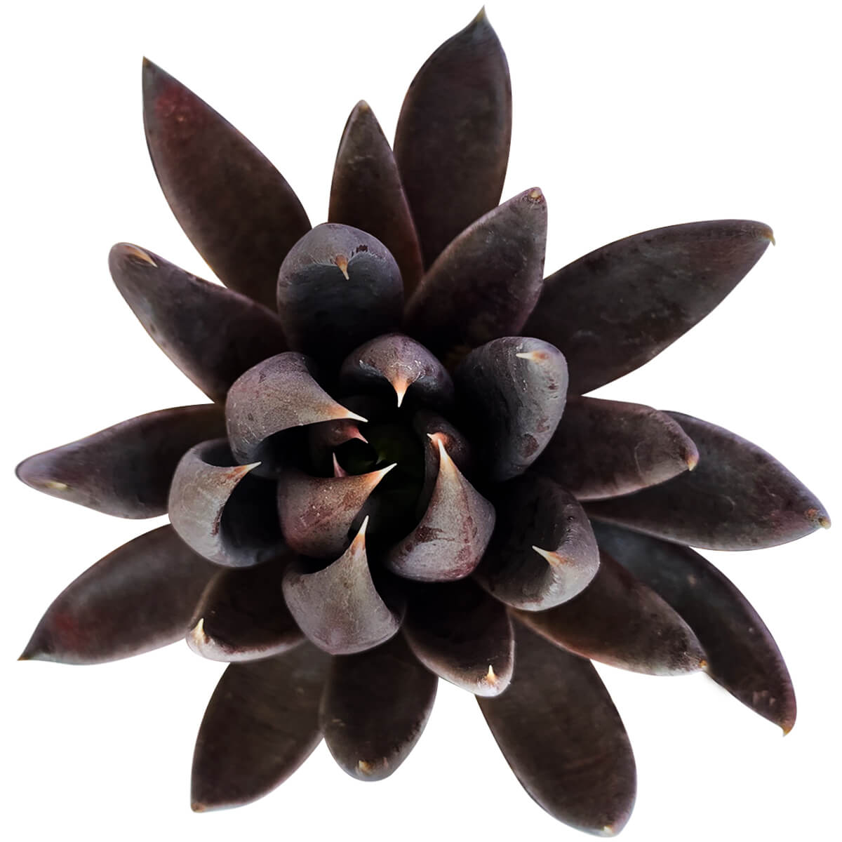 Echeveria Black Knight 2 inch/ 4 inch Grower Pot for sale, Buy Black Knight Dark Dramatic Rosette Succulents for Home Decor Ideas, Black Succulents for Halloween, Echeveria Black Knight Succulent is great for display on Halloween
