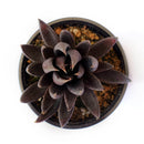 Echeveria Black Prince Succulent, indoor succulents, echeveria, echeveria succulent, echeveria types, succulent echeveria, buy succulents online, succulent shop, succulent store, echeveria plant, carer tips for growing echeveria succulent plants