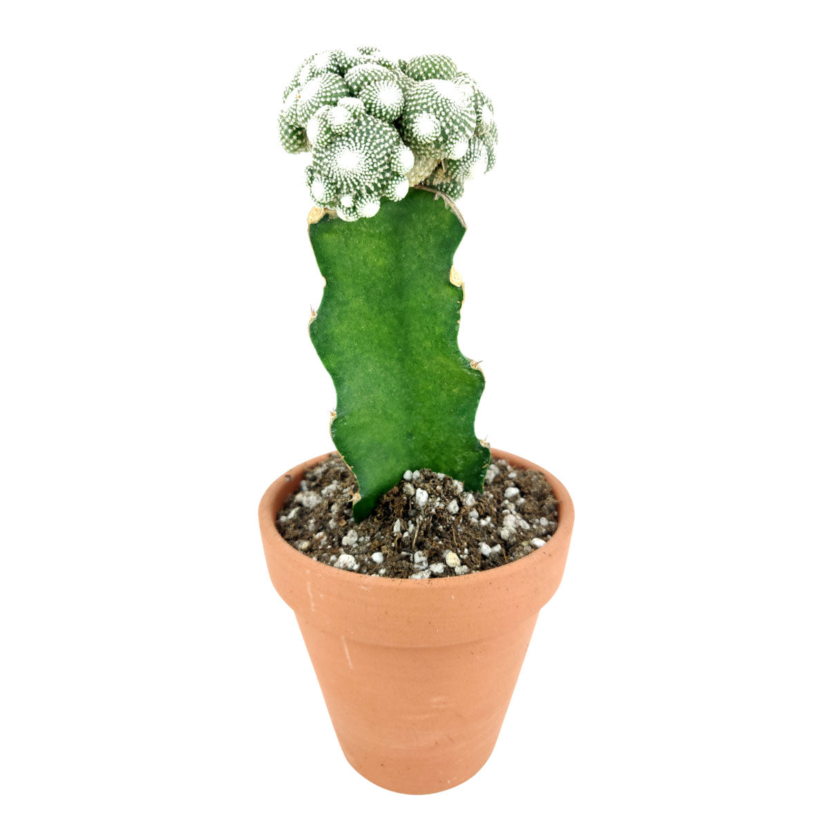 les succulents cactus Blossfeldia Cactus Succulent | Unusual Shaped Cactus Plant | Unique Cactus Gift