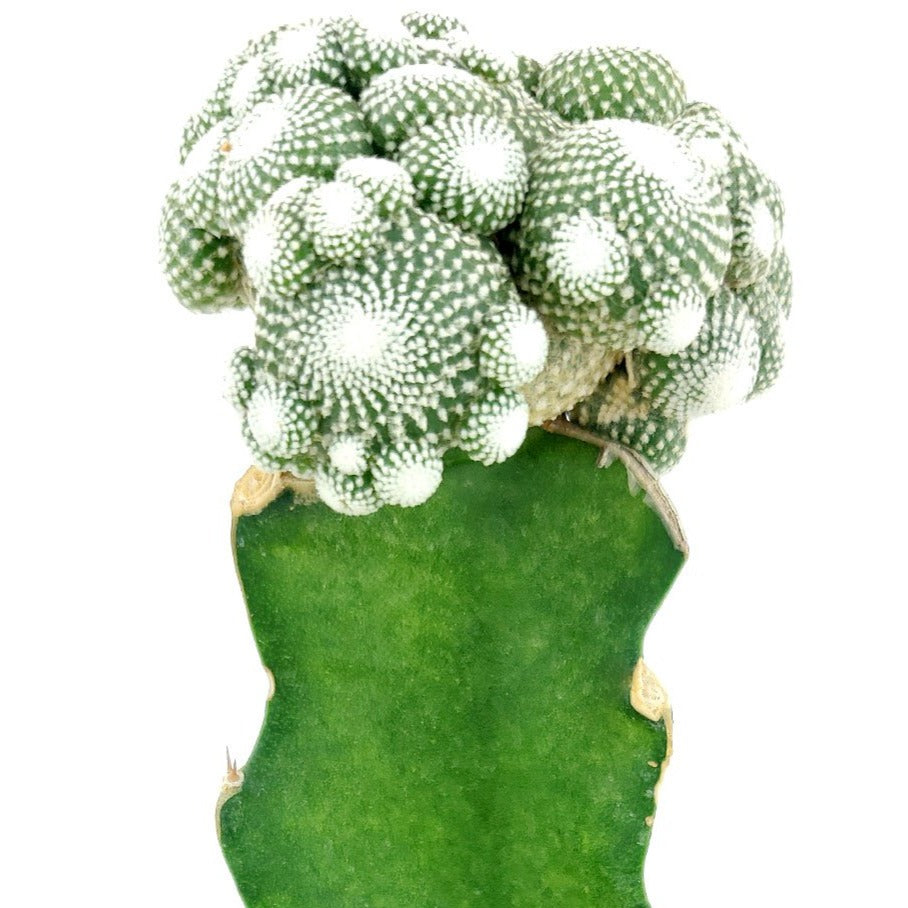 Blossfeldia Cactus Succulent | Unusual Shaped Cactus Plant | Unique Cactus  Gift - Succulents Box