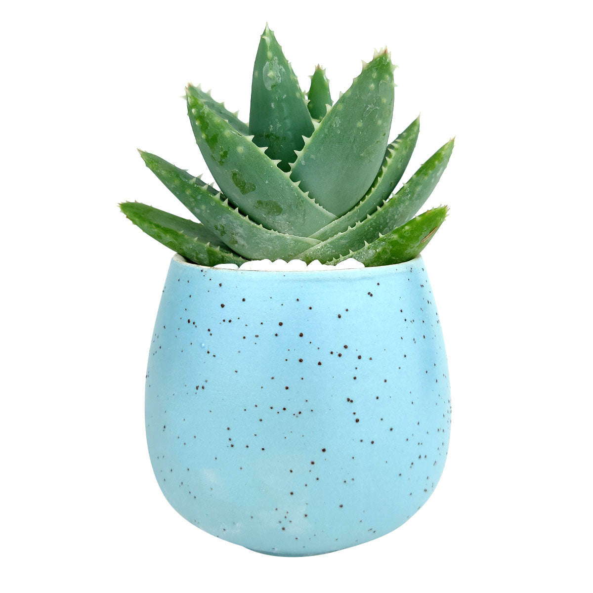 succulents in blue pots Blue Egg Planter