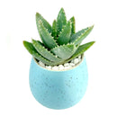 Blue Egg Pot for sale, Blue Elegant Plain Ceramic Pot for sale, Mini ceramic pot for succulents and cacti, Modern design pot, Succulent and cactus pots for sale, Succulent gift decor ideas, Elegant flower pots