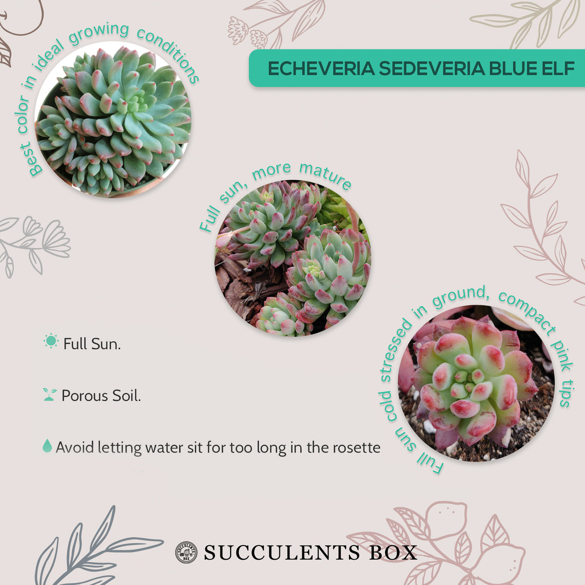 How to care for blue elf Succulent, How to make your succulent pink, How to change succulent color, How to make blue elf Succulent turn pink, Succulent turning pink, How to make succulents change color, How to grow colorful succulents, echeveria, echeveria succulent, echeveria types, succulent echeveria, buy succulents online, succulent shop, succulent store, echeveria plant, indoor succulents