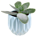 Blue Optical Pot for sale, ceramic vase for home decor, ceramic succulent and cactus pots for sale, Succulent gift ideas