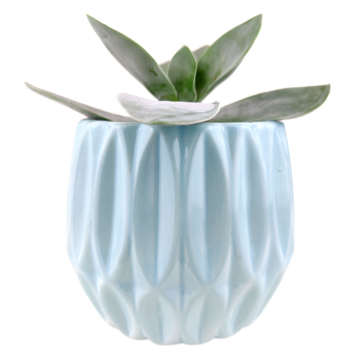 Blue Optical Pot for sale, ceramic vase for home decor, ceramic succulent and cactus pots for sale, Succulent gift ideas