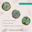 How to care for blue rose echeveria Succulent, How to make your succulent pink, How to change succulent color, How to make Succulent turn pink, Succulent turning pink, How to make succulents change color, How to grow colorful succulents, indoor succulents, echeveria, echeveria succulent, echeveria types, succulent echeveria, buy succulents online, succulent shop, succulent store, echeveria plant