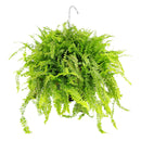 Boston Fern