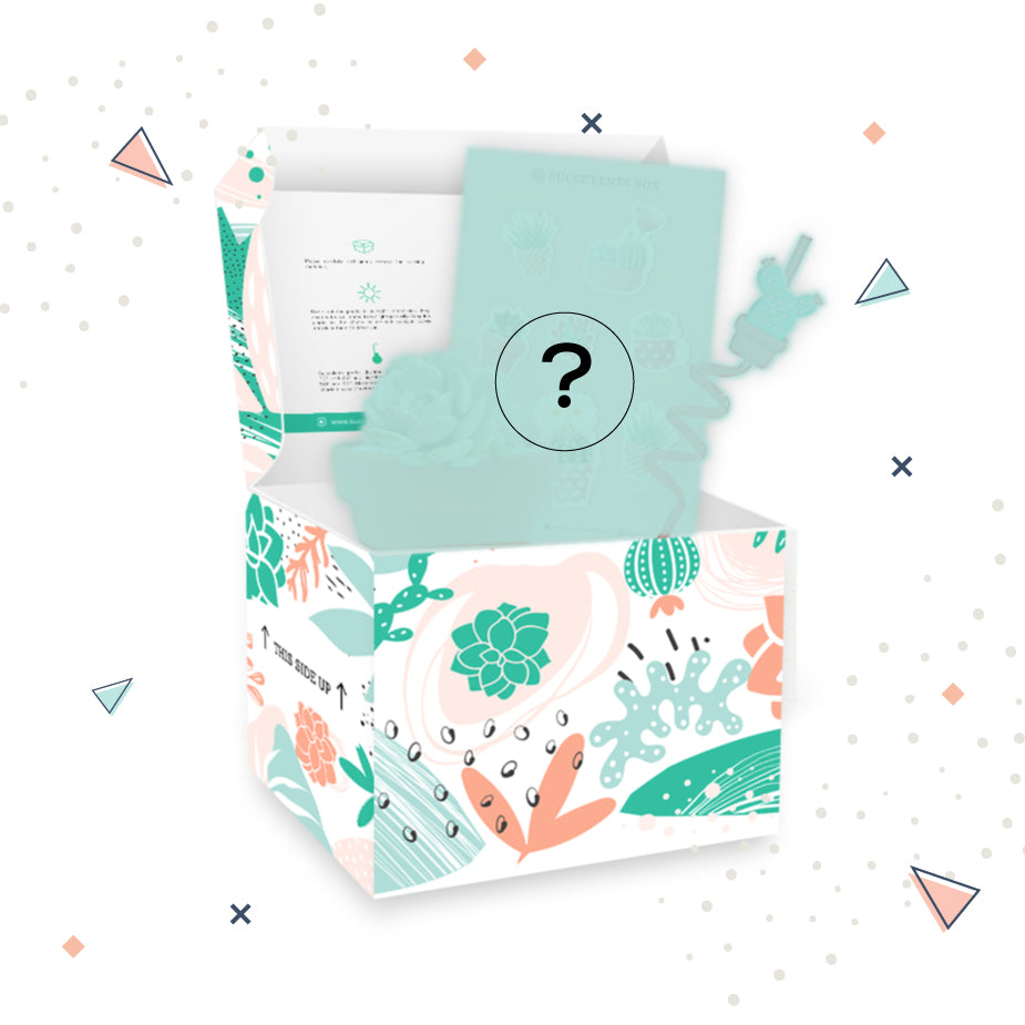 Mystery Succulent Box for sale, Surprise Box, Premium succulent gift box, Gift box for succulent lovers