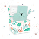 Mystery Succulent Box for sale, Surprise Box, Premium succulent gift box, Gift box for succulent lovers