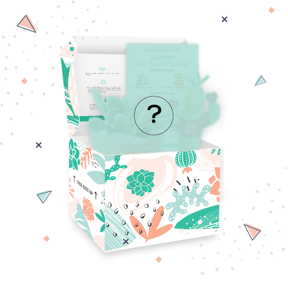 Mystery Succulent Box for sale, Surprise Box, Premium succulent gift box, Gift box for succulent lovers
