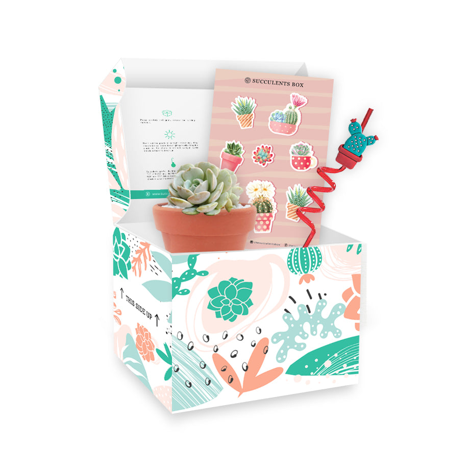 Mystery Succulent Box for sale, Surprise Box, Premium succulent gift box, Gift box for succulent lovers