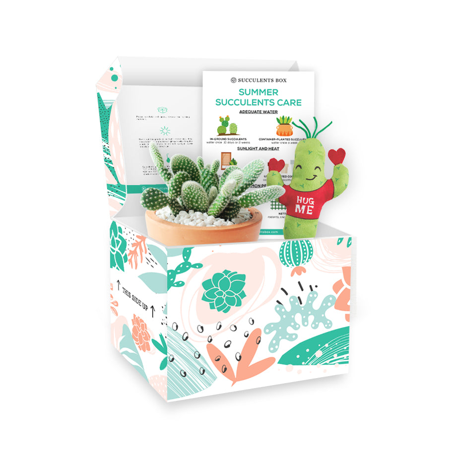 succule Succulent Mystery Box | Surprise Box | Premium Succulent Gift Box