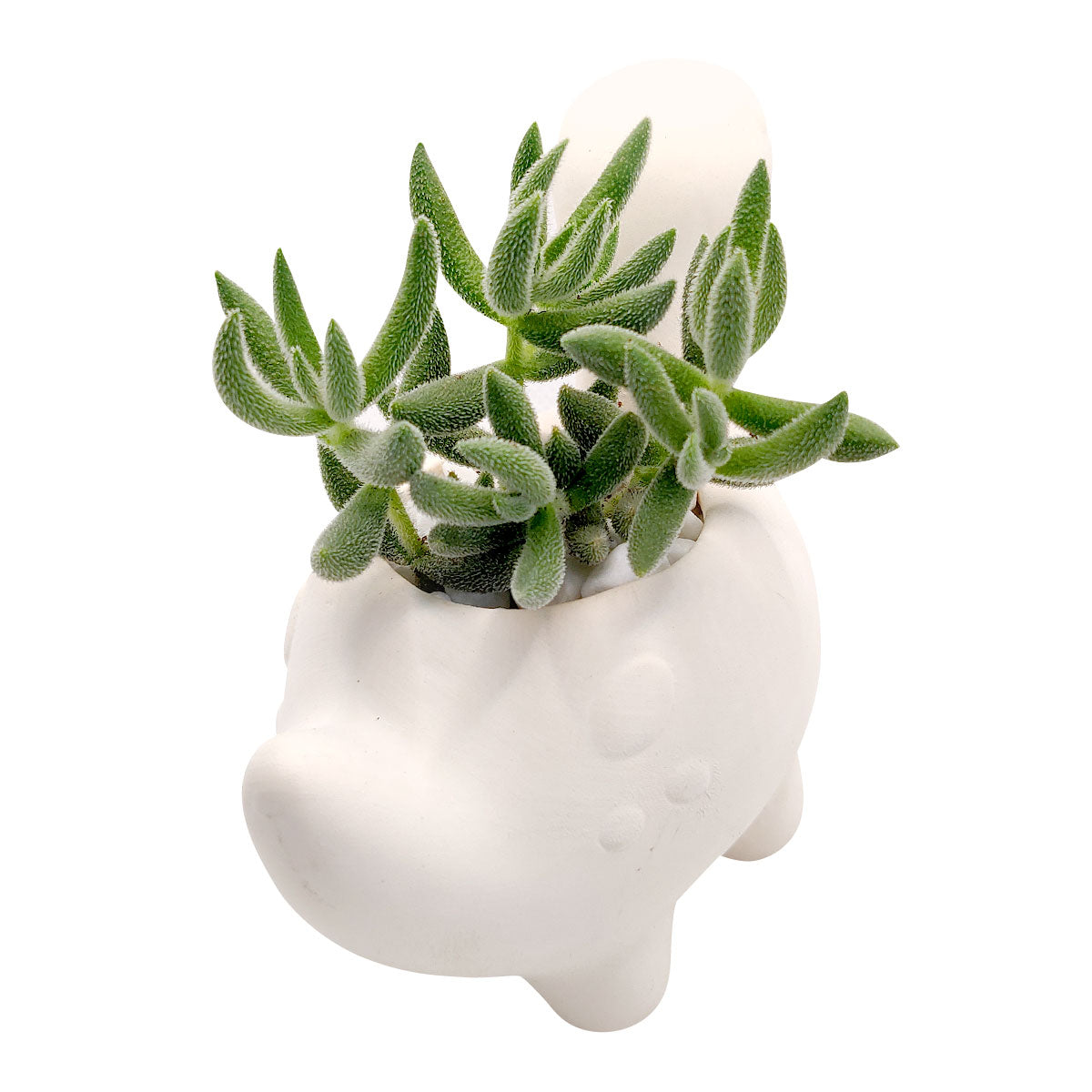 DIY Ceramic Dinosaur Pot for sale, White Ceramic Animals Succulent Planter, Crafts for Kids, Unique Succulent gift ideas, White ceramic succulent pot planter