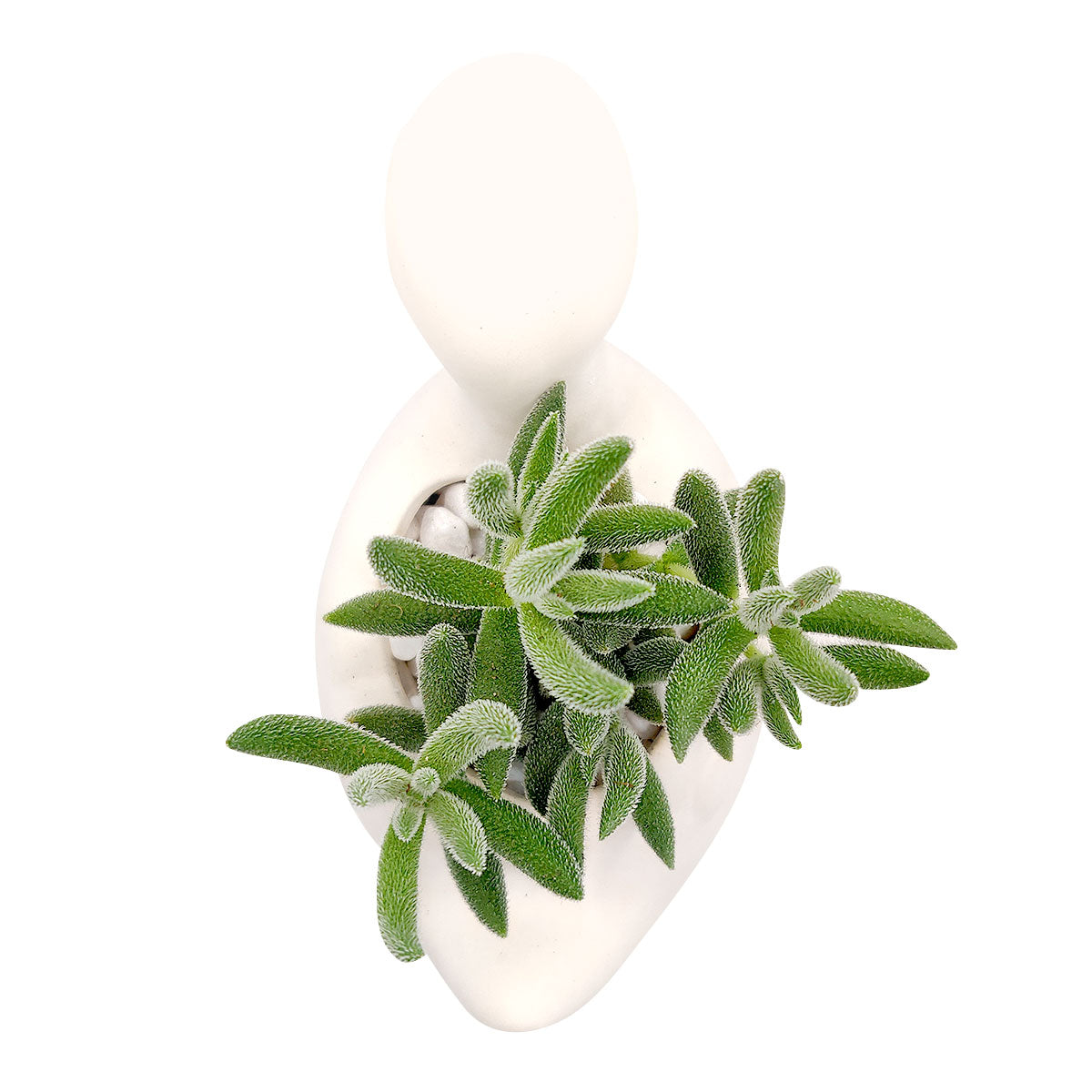 DIY Ceramic Dinosaur Pot for sale, White Ceramic Animals Succulent Planter, Crafts for Kids, Unique Succulent gift ideas, White ceramic succulent pot planter