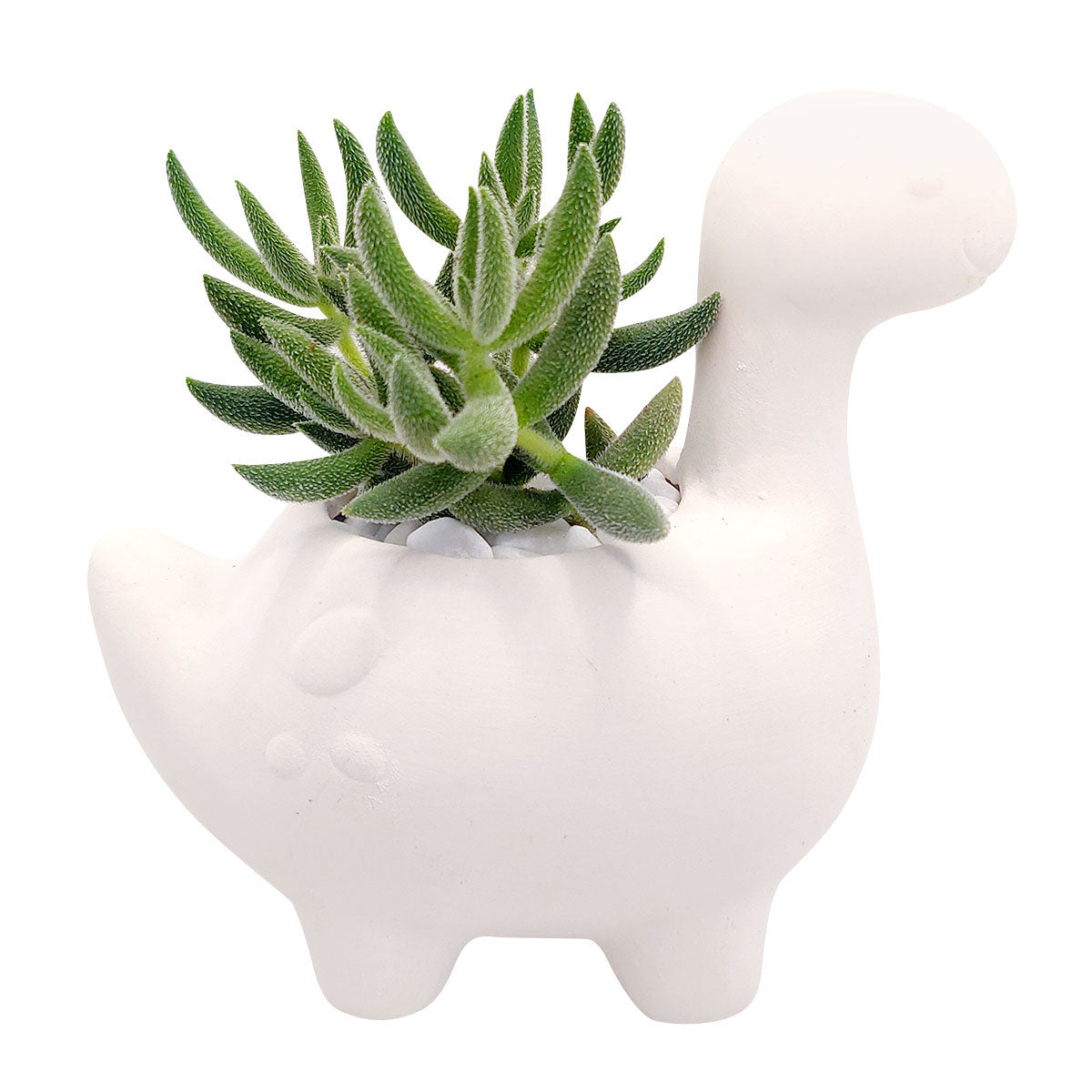 succulent in dinosaur DIY Ceramic Brachiosaurus Dinosaur Pot: White Ceramic Animals Succulent Pot