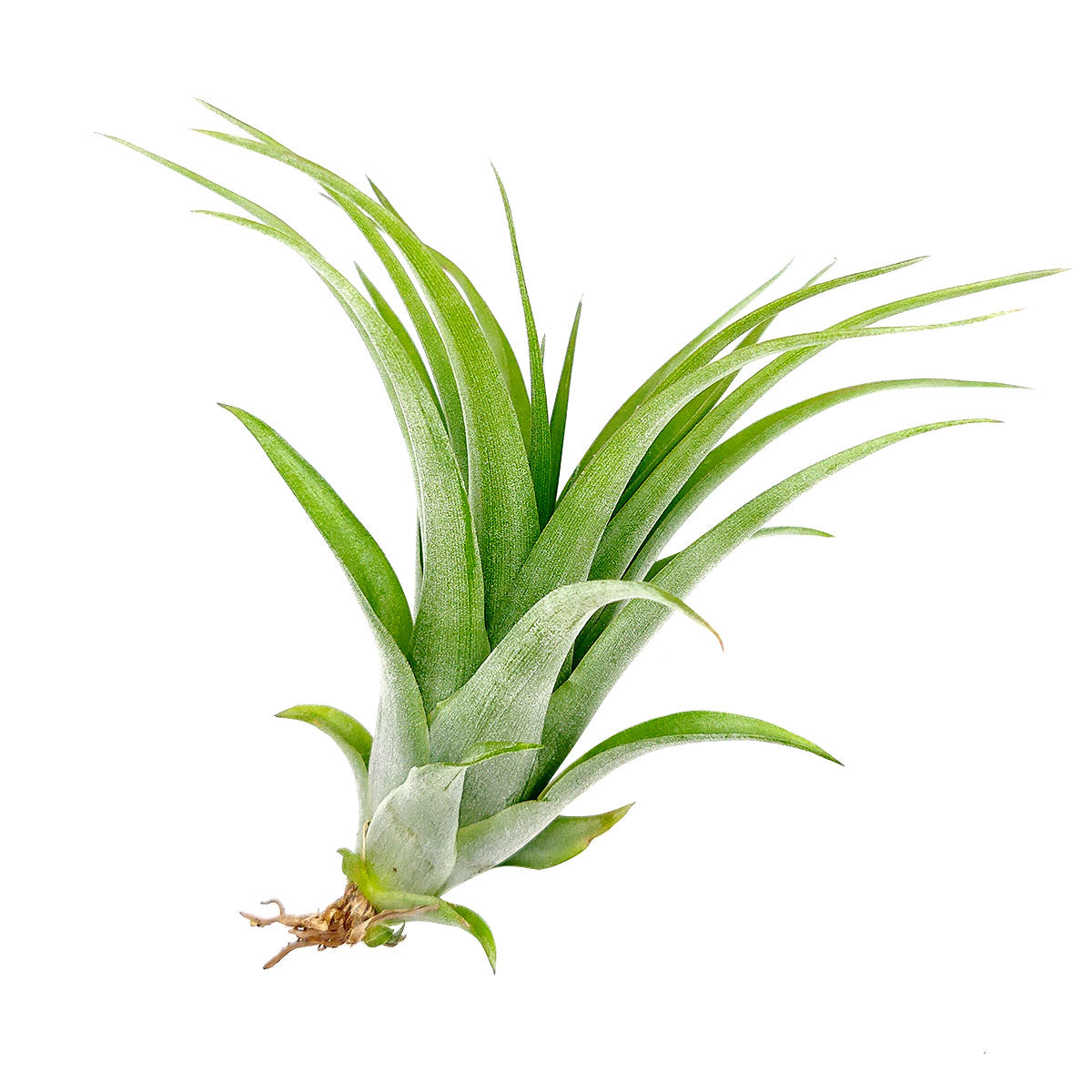 brachycaulos air plant care Buy Tillandsia Brachycaulos Air Plant Online | Perfect for Gift Decoration