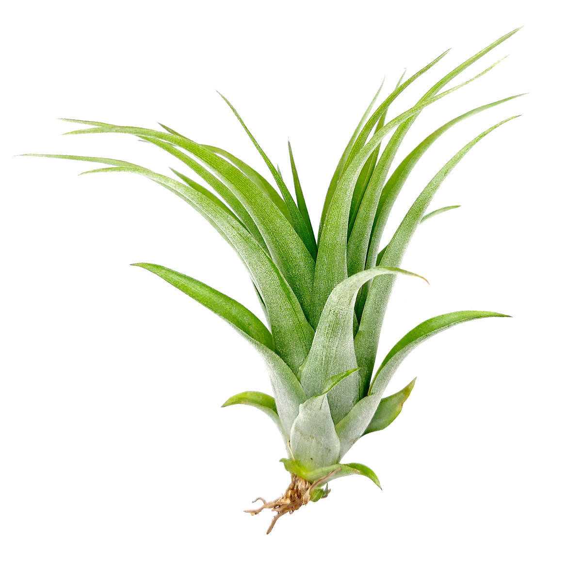 Tillandsia Brachycaulos Air Plant for sale, How to grow Tillandsia Brachycaulos Air Plant, Tillandsia Brachycaulos Air Plant with care guide, unique air plant gift ideas, buy air plant subscription box monthly
