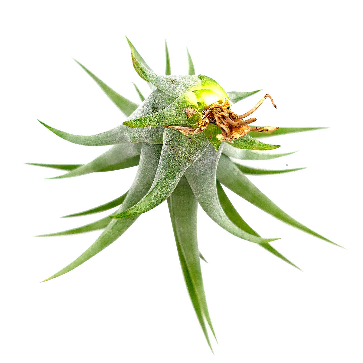 Tillandsia Brachycaulos Air Plant for sale, How to grow Tillandsia Brachycaulos Air Plant, Tillandsia Brachycaulos Air Plant with care guide, unique air plant gift ideas, buy air plant subscription box monthly