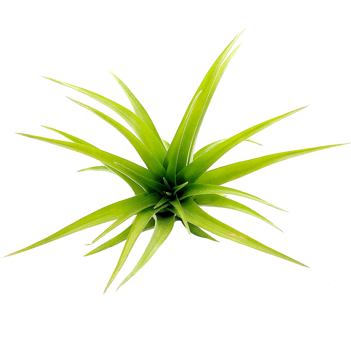 Buy Tillandsia Brachycaulos Air Plant Online | Perfect for Gift ...