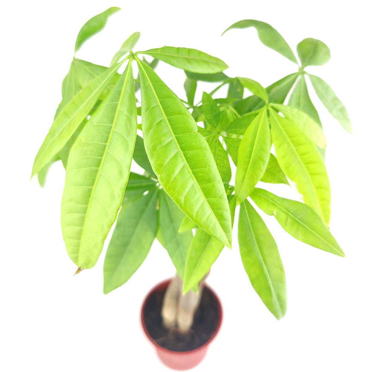Braided Pachira Stump Money Tree, Feng Shui plant, best houseplants, easy care houseplant, gift plant, lucky plant