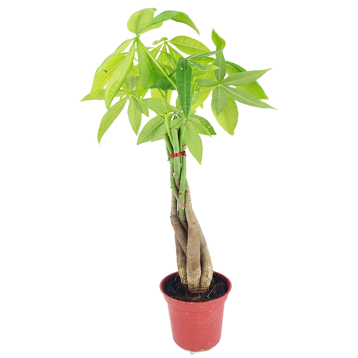 money tree amazon Braided Pachira Stump Money Tree