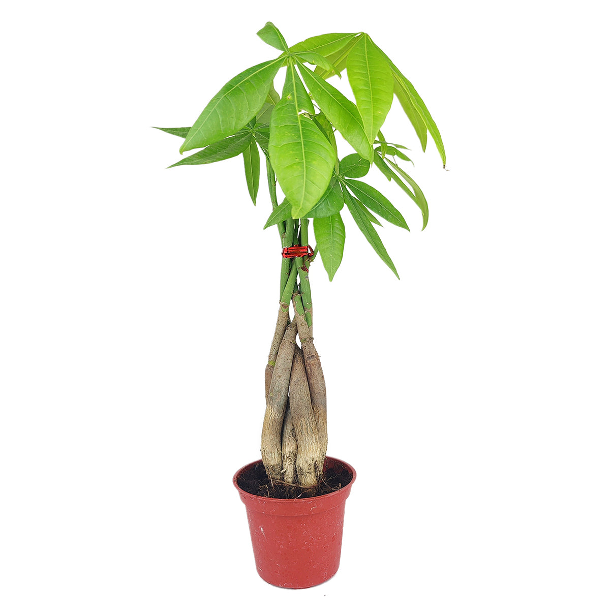 Braided Pachira Stump Money Tree, Feng Shui plant, best houseplants, easy care houseplant, gift plant, lucky plant