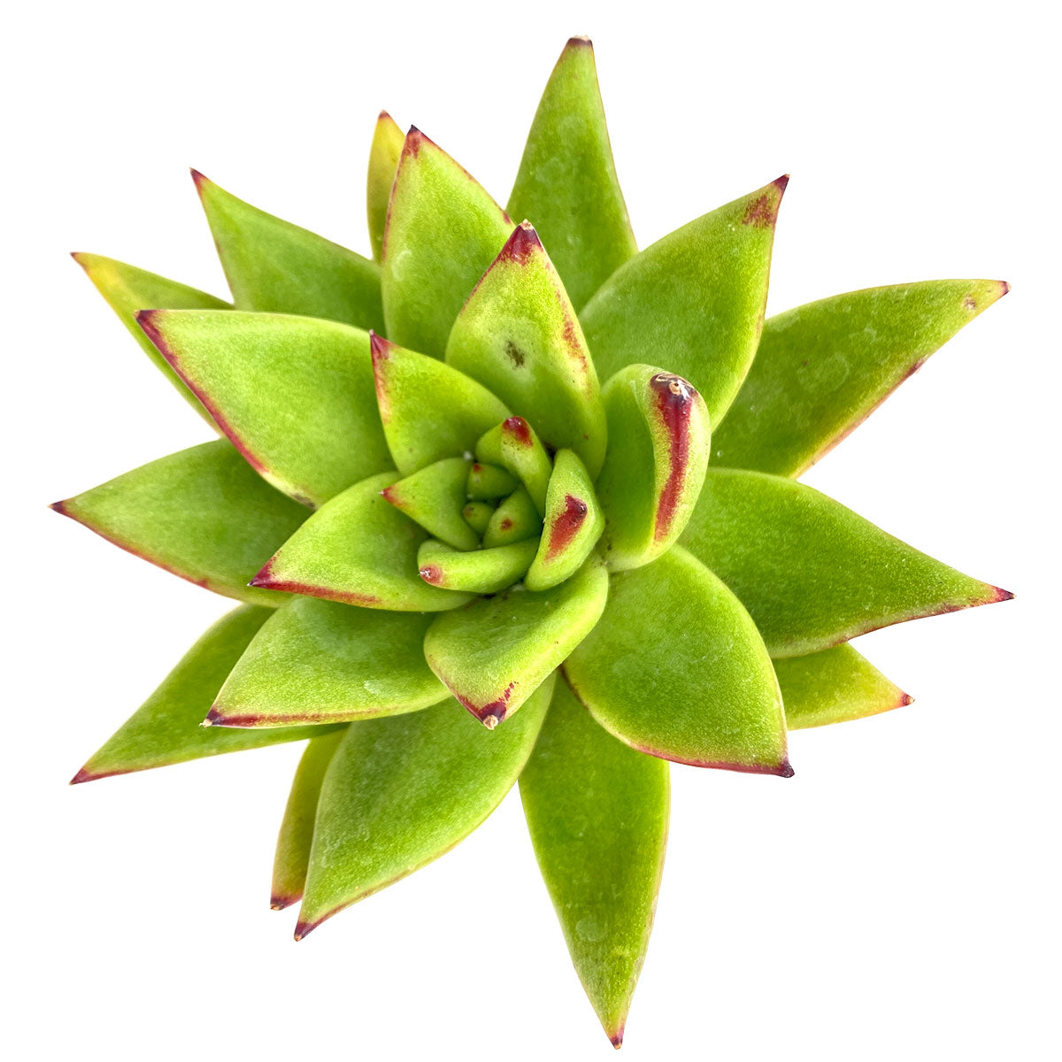 Pot for sale, Mini pot for succulent, Succulent pot decor ideas, Bronze Gold Pot, Flower pot for sale, glass pots for planting, succulent gift for holiday