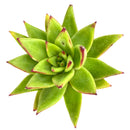 Pot for sale, Mini pot for succulent, Succulent pot decor ideas, Bronze Gold Pot, Flower pot for sale, glass pots for planting, succulent gift for holiday