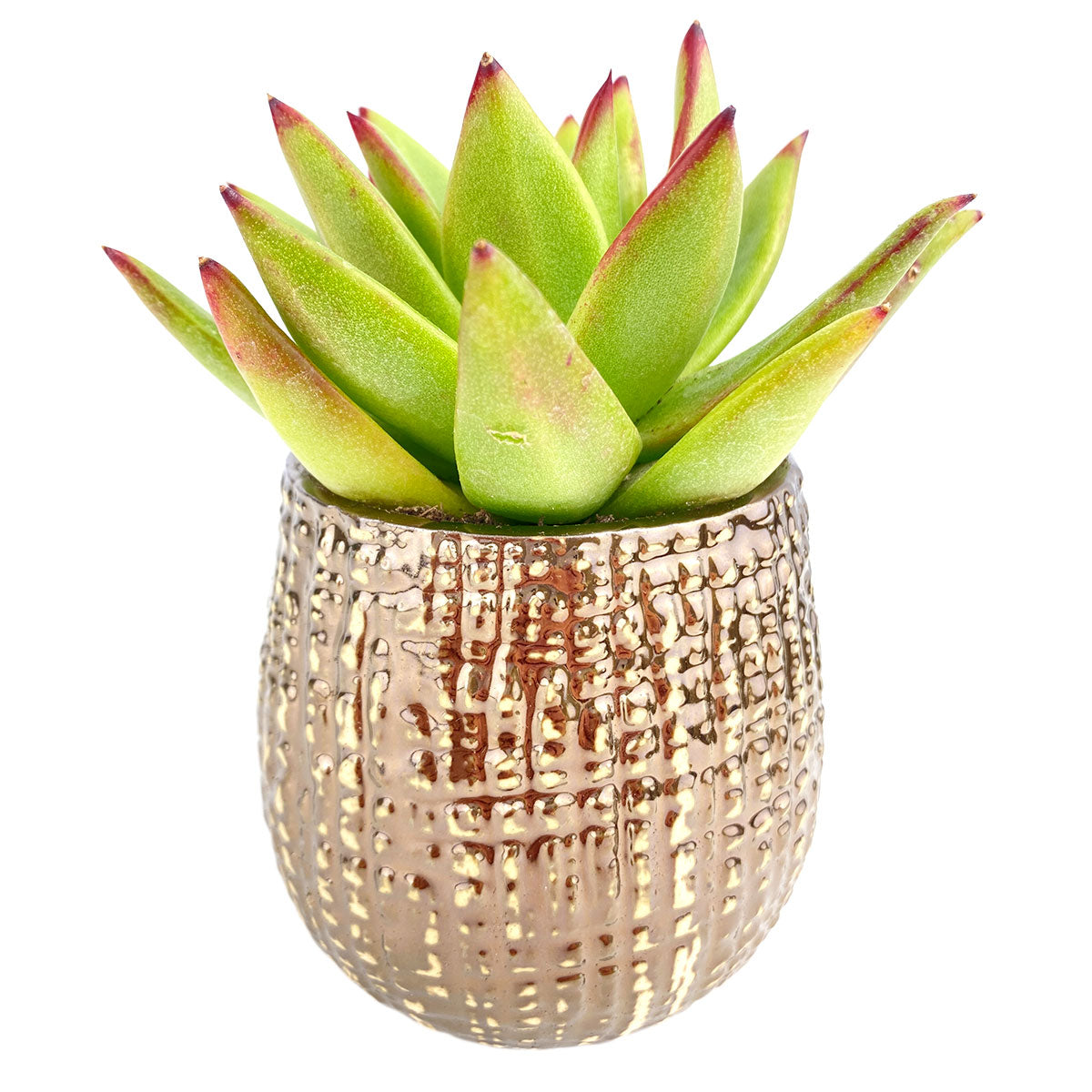 artificial plants in gold pot Bronze Gold Pot | Succulent Pot for sale