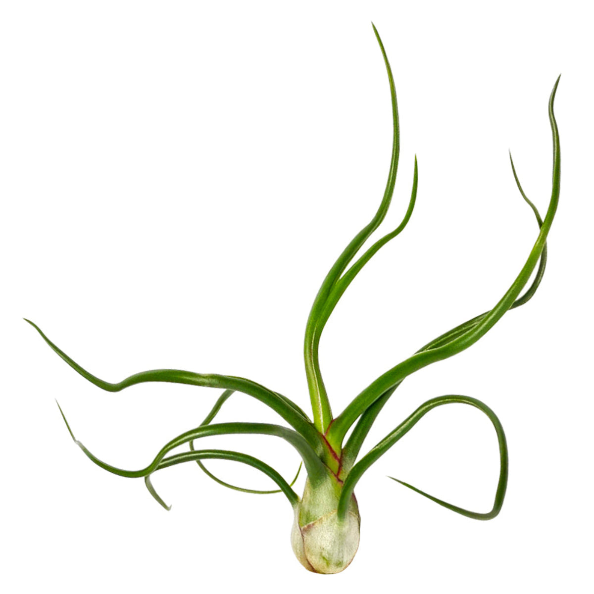 bulbosa air plant care Tillandsia Bulbosa Belize