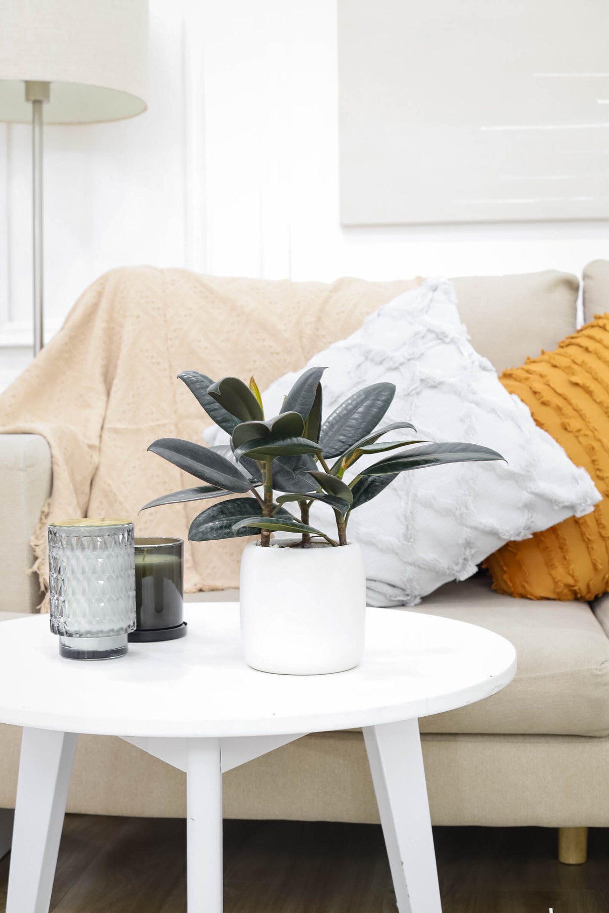 Ficus Decora Burgundy near me, rubber plant for sale, burgundy houseplant