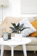 Ficus Decora Burgundy, Ficus Decora, Rubber plant, Rubber tree, burgundy houseplant, burgundy rubber tree, ficus burgundy, rubber plant care, Ficus Decora Burgundy care, Ficus Decora Burgundy near me, rubber plant for sale, Ficus Decora Burgundy for sale, Indoor Houseplant