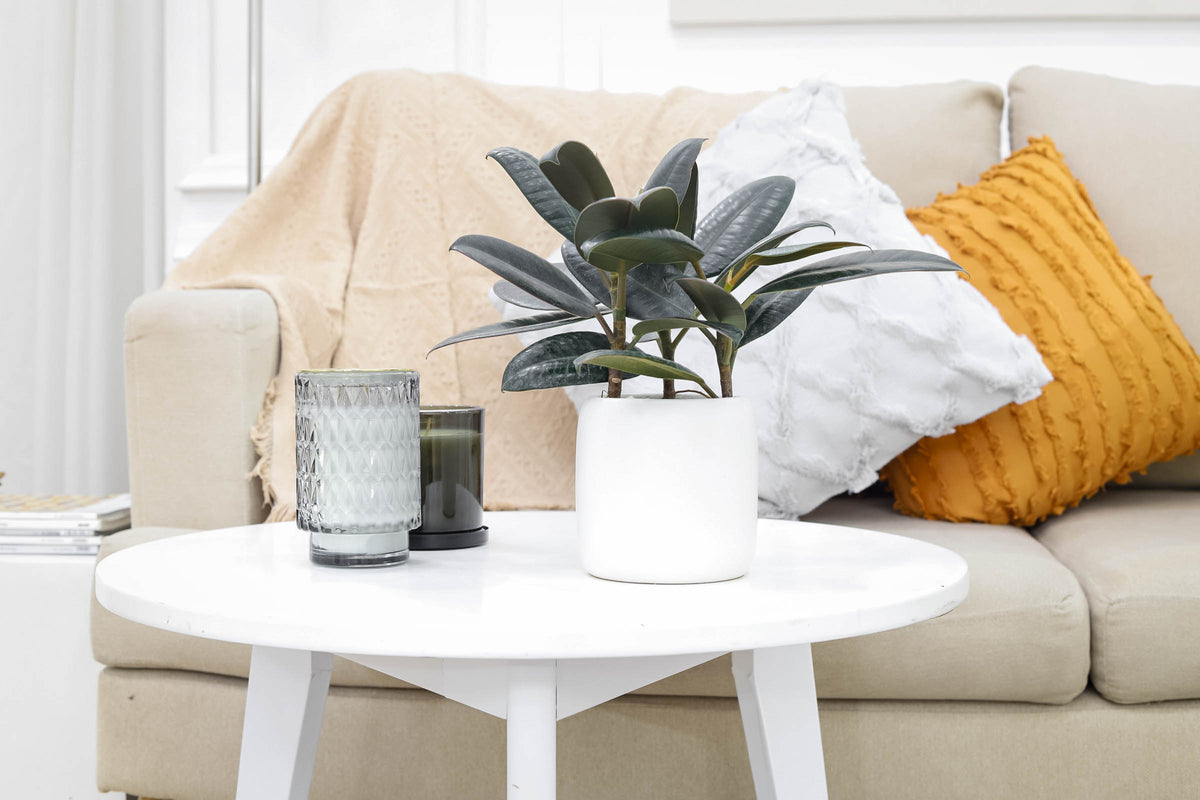 Ficus Decora Burgundy care, rubber plant care, Ficus Decora 