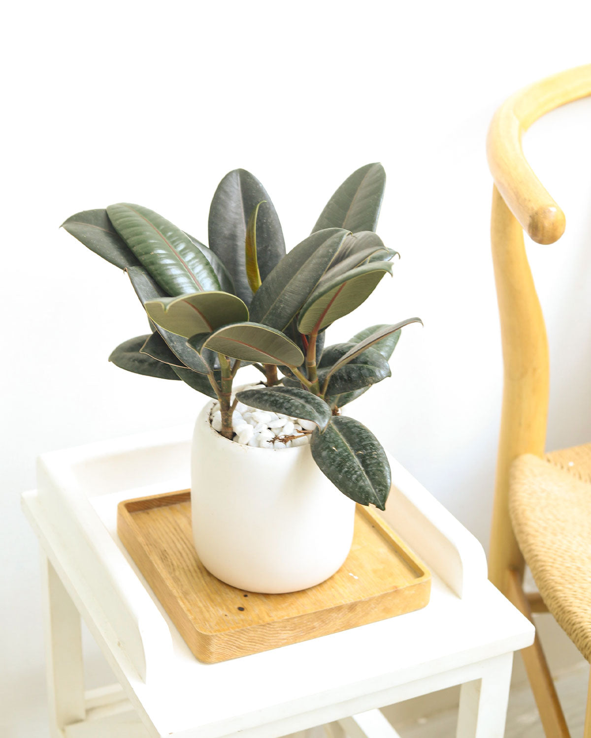 Ficus Decora Burgundy, Ficus Decora, Rubber plant, Rubber tree, burgundy houseplant, burgundy rubber tree, ficus burgundy, rubber plant care, Ficus Decora Burgundy care, Ficus Decora Burgundy near me, rubber plant for sale, Ficus Decora Burgundy for sale