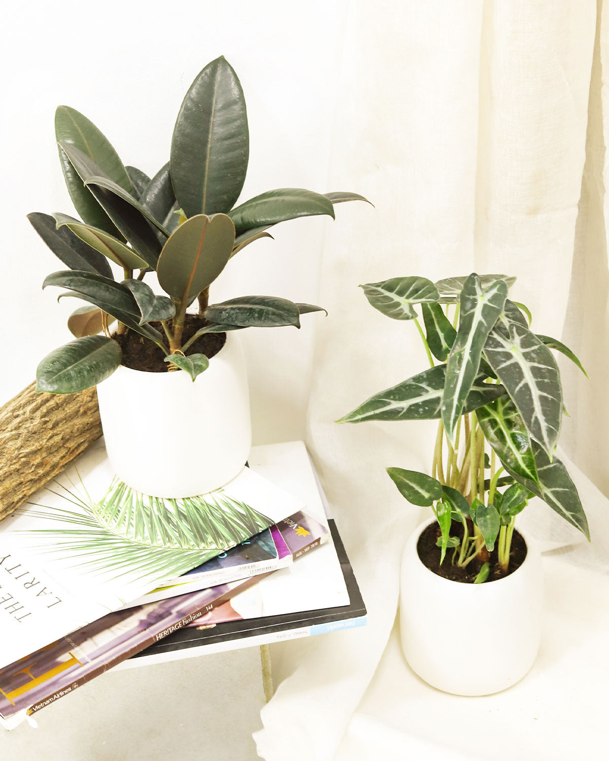 indoor rubber plant for sale Shop Burgundy Rubber Houseplants