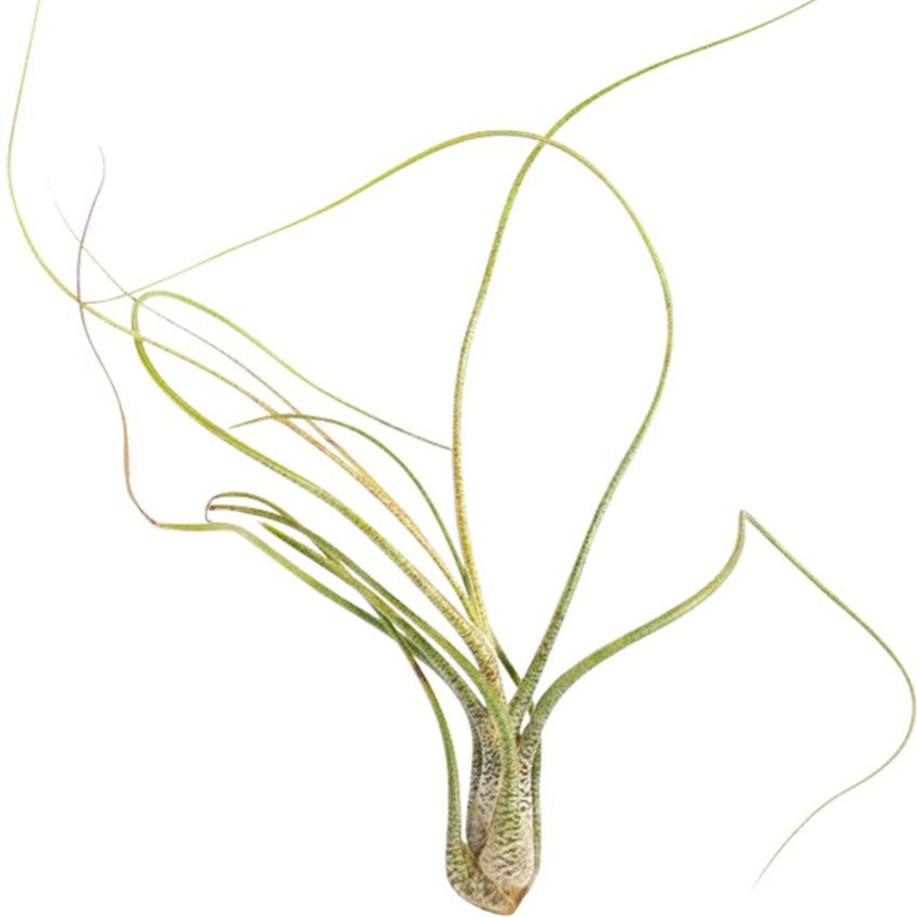 Tillandsia Butzii Air Plant for sale, How to grow Tillandsia Butzii Air Plant, How to care for Tillandsia Butzii Air Plant, Air plants subscription box monthly, Air plants home decor ideas, Air plants gift ideas