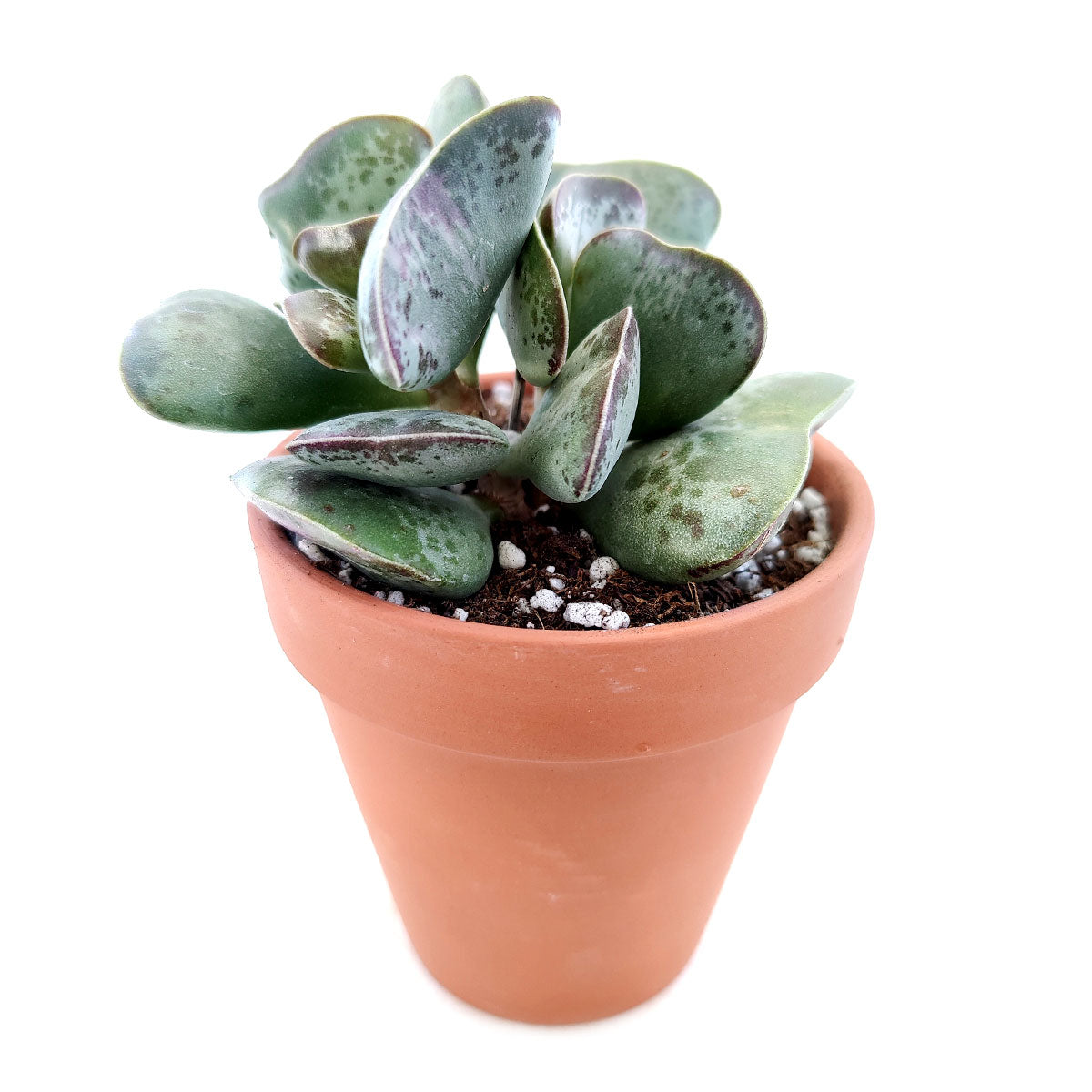 Adromischus trigynus Calico Hearts