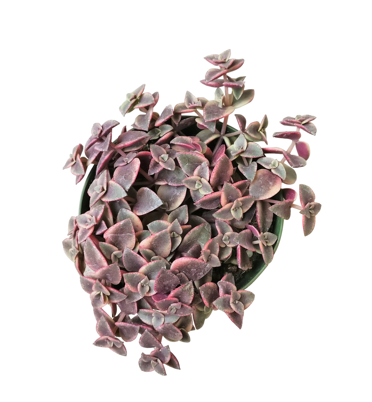 crassula pellucida variegata calico kitten succulent for sale, succulent with heart shaped leaves, pink succulent, trailing succulent/ hanging succulent, creeping succulents