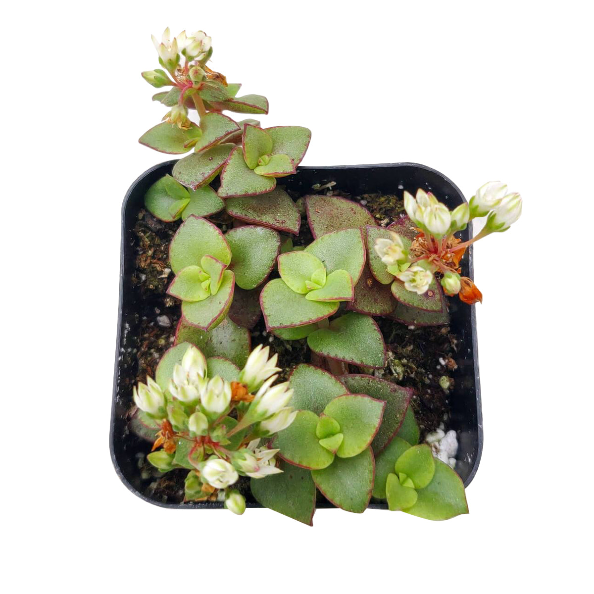 crassula pellucida variegata calico kitten succulent for sale, succulent with heart shaped leaves, pink succulent, trailing succulent/ hanging succulent, creeping succulents