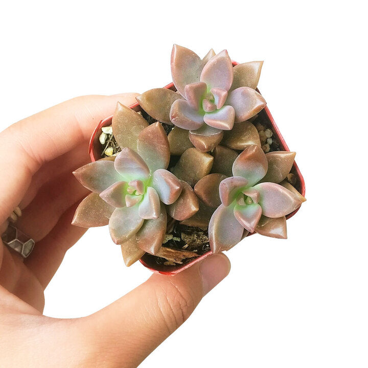 succulents for sale in california Graptosedum California Sunset Purple Succulent For Sale