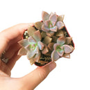 How to grow Graptosedum california sunset, echeveria, echeveria succulent, echeveria types, succulent echeveria, buy succulents online, succulent shop, succulent store, echeveria plant