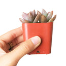 How to grow Graptosedum california sunset, echeveria, echeveria succulent, echeveria types, succulent echeveria, buy succulents online, succulent shop, succulent store, echeveria plant