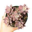 How to grow Graptosedum california sunset, echeveria, echeveria succulent, echeveria types, succulent echeveria, buy succulents online, succulent shop, succulent store, echeveria plant