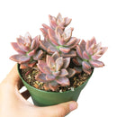 How to grow Graptosedum california sunset, echeveria, echeveria succulent, echeveria types, succulent echeveria, buy succulents online, succulent shop, succulent store, echeveria plant