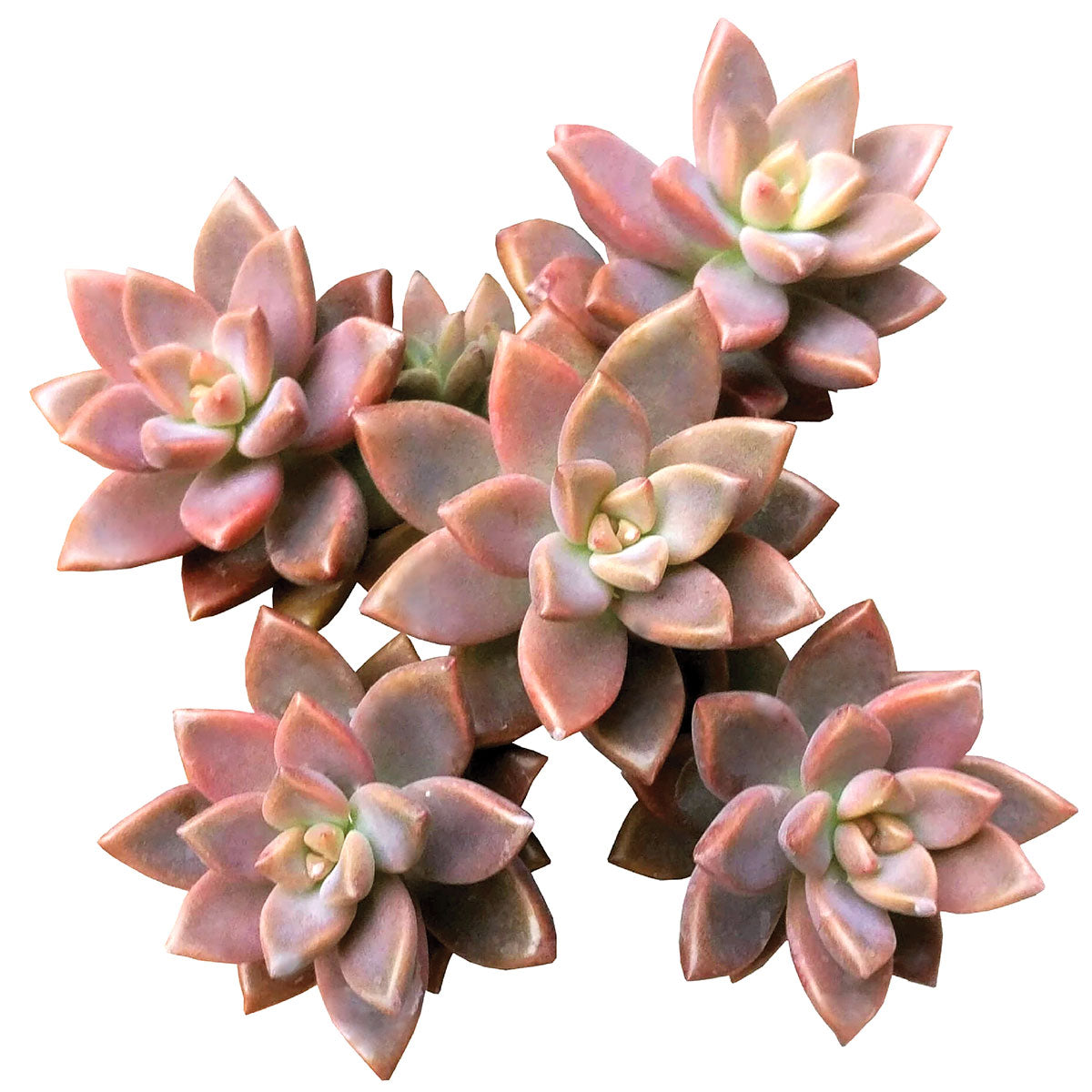 sedum sunset succulent Graptosedum California Sunset Purple Succulent For Sale