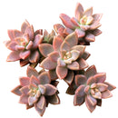 How to grow Graptosedum california sunset, echeveria, echeveria succulent, echeveria types, succulent echeveria, buy succulents online, succulent shop, succulent store, echeveria plant