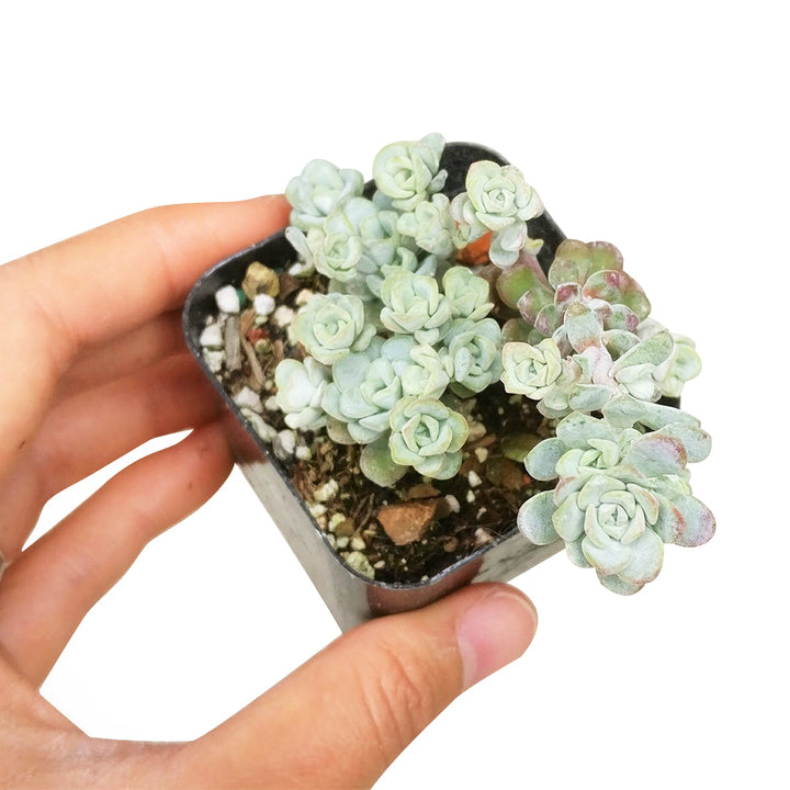 Cape blanco Sedum for sale, Succulents shop near me, how to grow succulents, Rare succulents, succulent care, succulents store in CA, succulent subscription, Cape blanco Sedum in California, How to grow Cape blanco Sedum, Thanksgiving succulents gift, Easter succulents idea, Growing succulents for thanksgiving, sedum, sedum succulent, sedum types, succulent sedum, buy succulents online, succulent shop, succulent store, sedum plant, indoor succulents