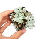 Cape blanco Sedum for sale, Succulents shop near me, how to grow succulents, Rare succulents, succulent care, succulents store in CA, succulent subscription, Cape blanco Sedum in California, How to grow Cape blanco Sedum, Thanksgiving succulents gift, Easter succulents idea, Growing succulents for thanksgiving, sedum, sedum succulent, sedum types, succulent sedum, buy succulents online, succulent shop, succulent store, sedum plant, indoor succulents