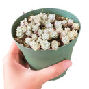 Cape blanco Sedum for sale, Succulents shop near me, how to grow succulents, Rare succulents, succulent care, succulents store in CA, succulent subscription, Cape blanco Sedum in California, How to grow Cape blanco Sedum, Thanksgiving succulents gift, Easter succulents idea, Growing succulents for thanksgiving, sedum, sedum succulent, sedum types, succulent sedum, buy succulents online, succulent shop, succulent store, sedum plant, indoor succulents