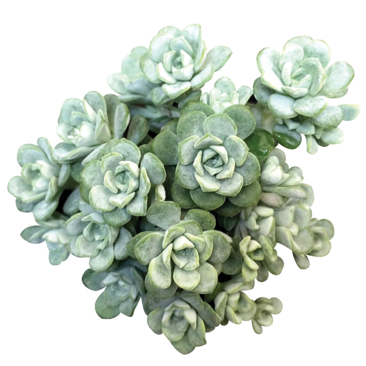 white sedum succulent Sedum Spathulifolium Cape Blanco Succulent with Care Guide